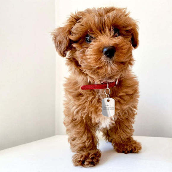 925 Sterling Silver Dog Collar Tag by Krysaliis
 Gift Boxed - Picture 2 of 5